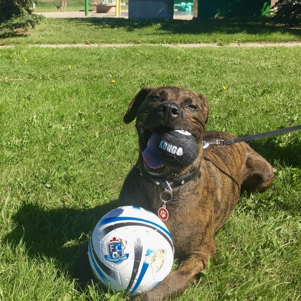 Bentley in his middle years, playing fetch on the grass