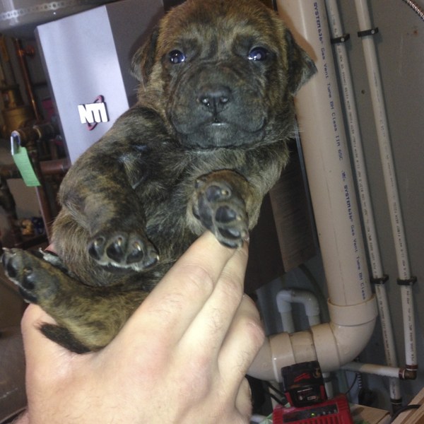 Bentley as a puppy, held in a hand